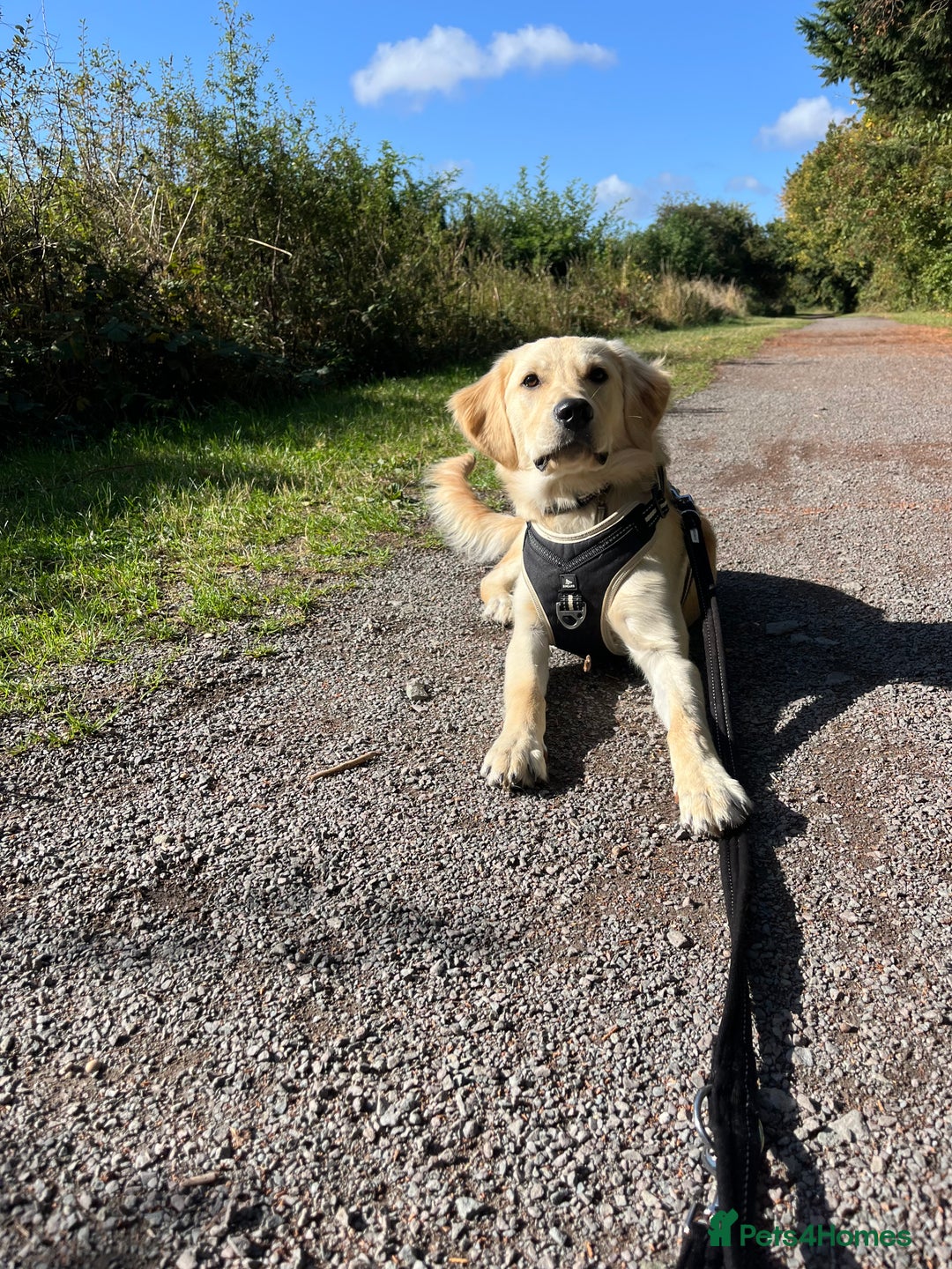 Golden Retriever dogs for sale: 7 month old Puppy looking for a Special Home  - Image 3