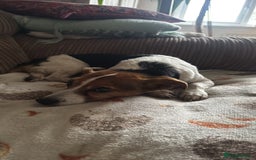 Jack Russell dogs for sale: Jack Russell for loving home - Advert 8