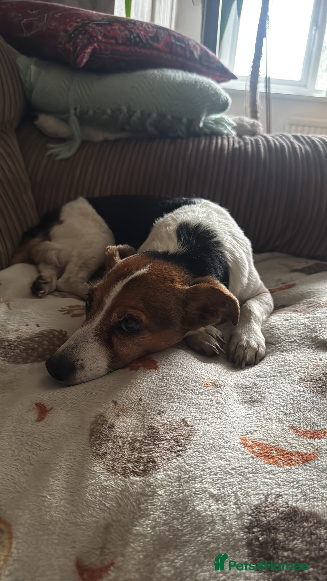 Jack Russell dogs for sale: Jack Russell for loving home - Advert 8