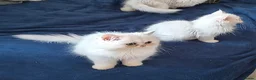 Persian cats for sale: ♦🍒White tipped Persian kittens ready now - Advert 10