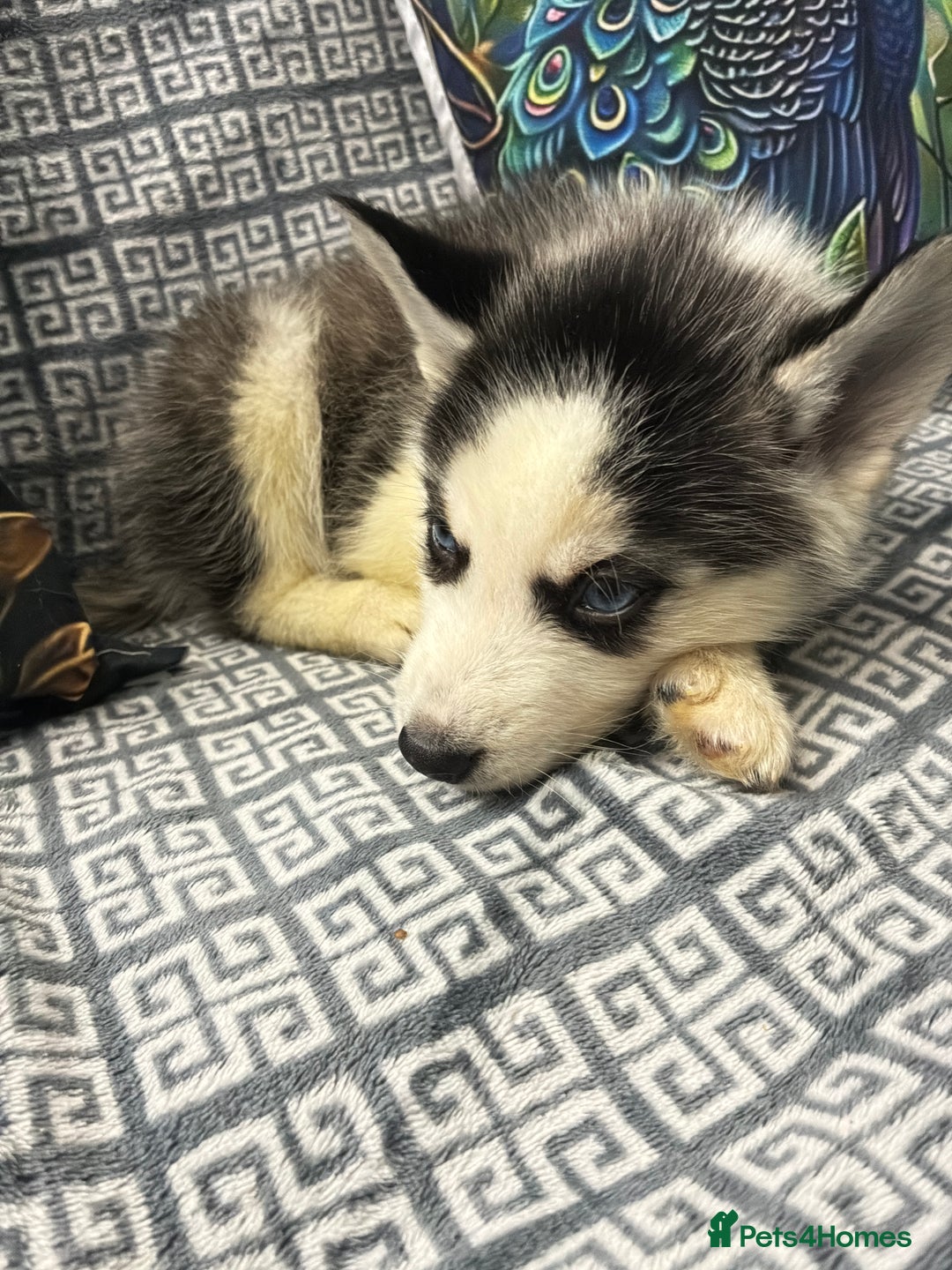 Siberian Husky dogs for sale: Pure Siberian huskies  - Advert 4