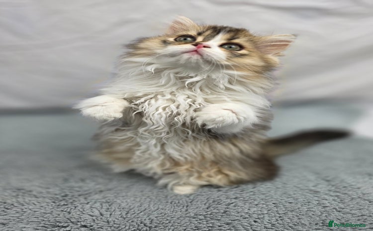 Scottish Fold cats - Advert 11