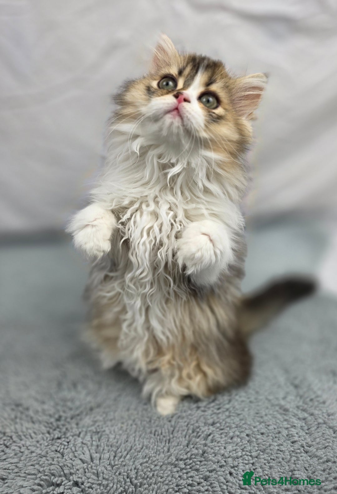 Scottish Fold cats for sale: STUNNING TICA REGISTERED SCOTTISH BABIES  - Advert 3