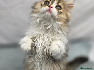 Scottish Fold cats STUNNING TICA REGISTERED SCOTTISH BABIES - Advert 7