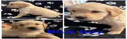 Golden Retriever dogs for sale: Kennel Club Health Tested Golden Retriever Puppies - Advert 7