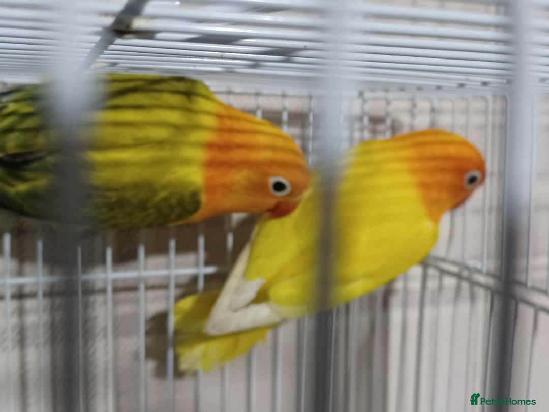 Lovebirds birds for sale: EWING OPLINE YELLOW FACTOR LOVEBIRDS  - Advert 15