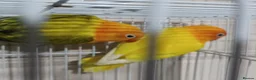 Lovebirds birds for sale: EUWING OPLINE YELLOW FACTOR LOVEBIRDS  - Advert 15