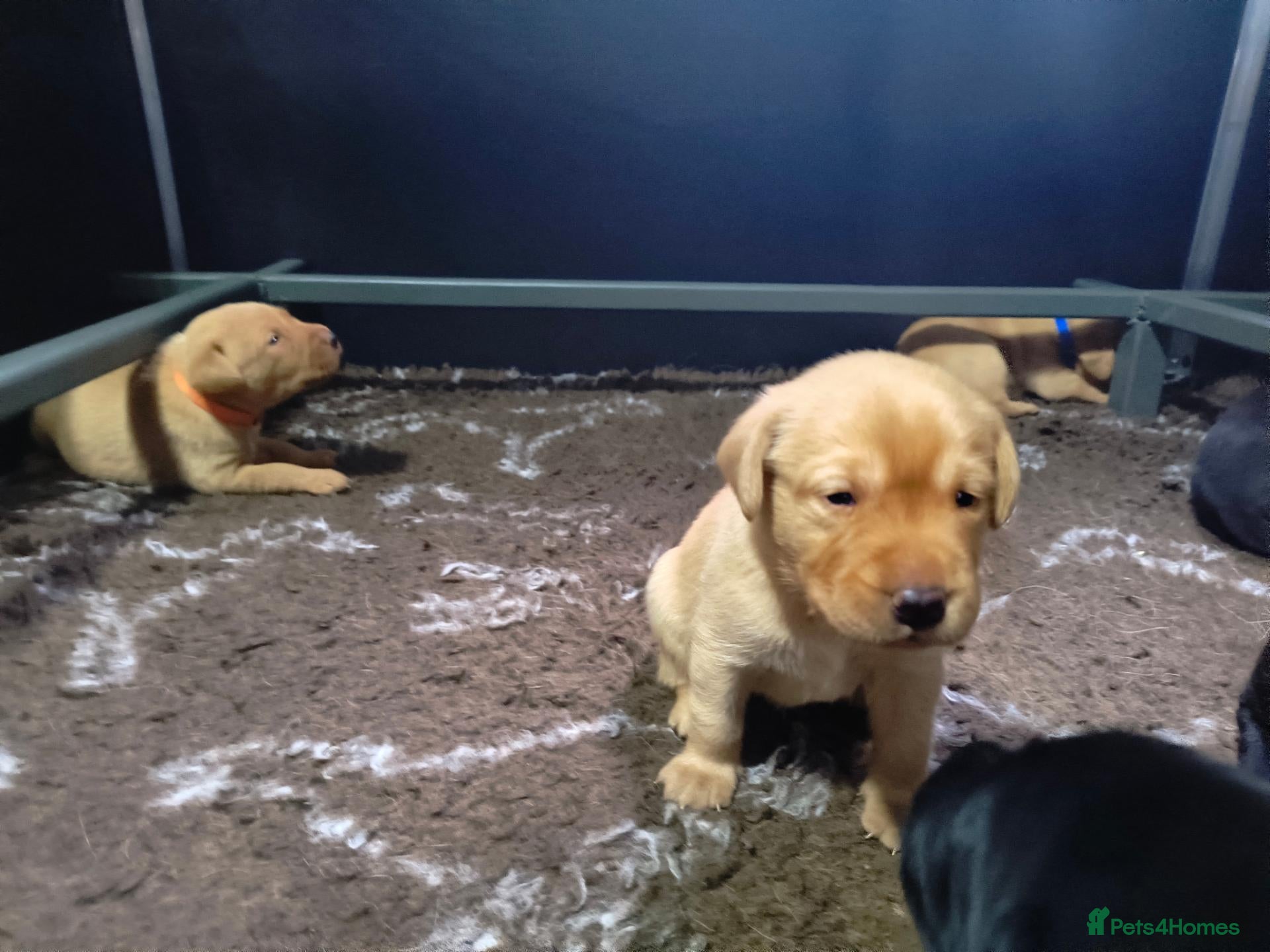 Labrador Retriever dogs  KC registered FTW Sired Labrador puppies  - Advert 2