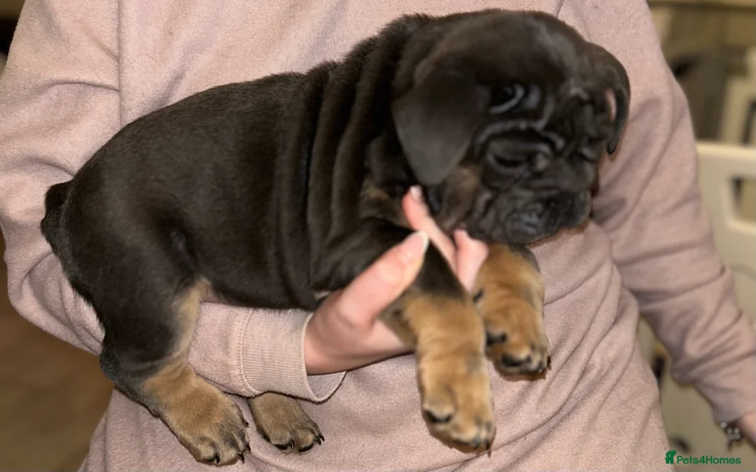 English Bulldog dogs for sale: KOBE X DARLA 5x SMALL COMPACT UNREAL🔥 - Advert 20