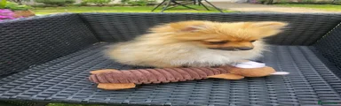 Pomeranian 2