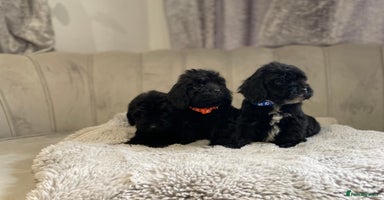 Cockapoo dogs Beautiful merle and black puppy’s available  - Advert 7