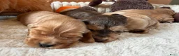 Cocker Spaniel dogs for sale: ⭐️ Show Type - Dna tested Puppies ⭐️ - Advert 3