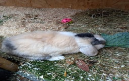 Mini Lop rabbits for sale: Mini lop baby - Image 6