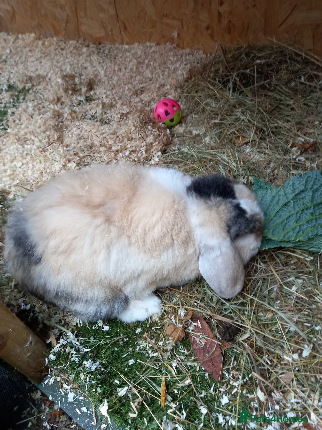 Mini Lop rabbits for sale: Mini lop baby - Image 6
