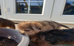Mixed Breed dogs for sale: Border Terrier x miniature Poodle  - Image 33