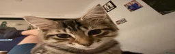 Mixed Breed cats for sale: Maxed breed kitten for sale  - Advert 6