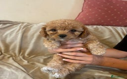 Cavapoo dogs for sale: Beautiful F1b Cavapoos Socialised, Family Raised, - Image 3