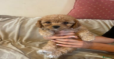 Cavapoo dogs - Advert 5