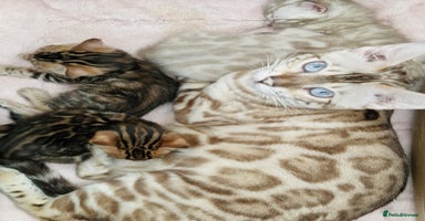 Bengal cats - Advert 2