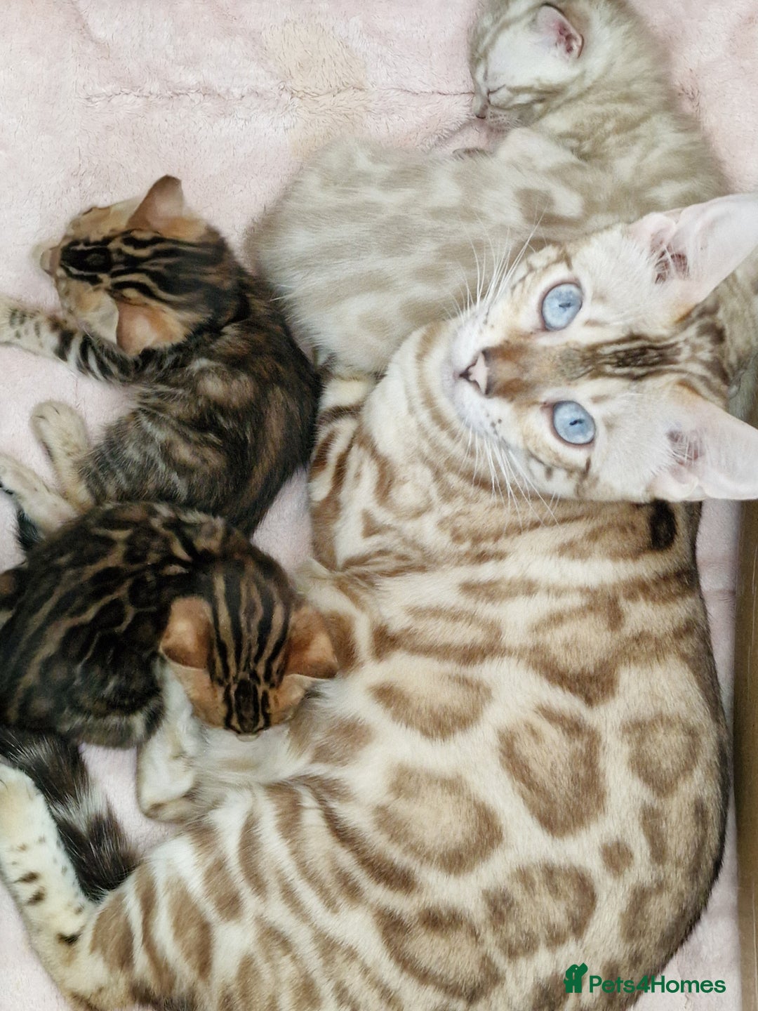 Bengal cats for sale: Gorgeous TICA Registered Bengal Kittens! - Image 11