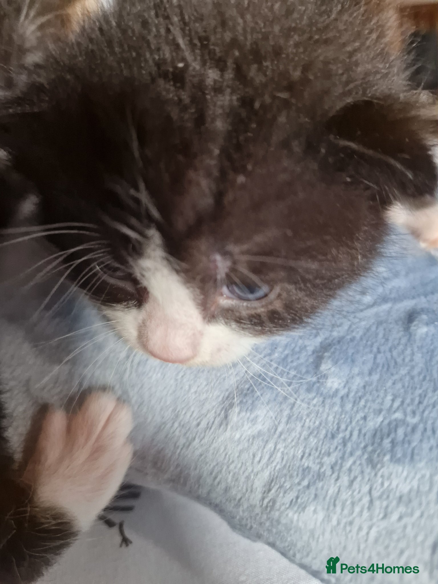 Mixed Breed cats for sale: Cat Tuxedo (Felix) - Advert 7