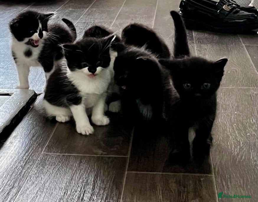 British Shorthair cats Kittens  - Advert 1