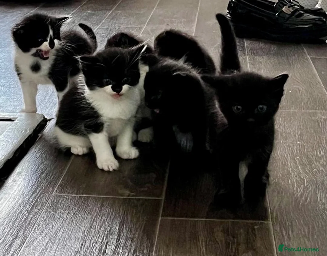 British Shorthair cats for sale: Kittens  - Advert 1
