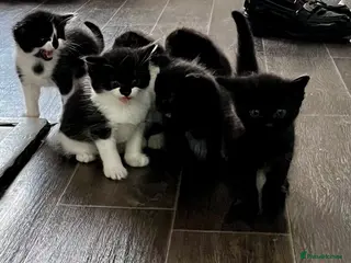 British Shorthair cats Kittens - Advert 1