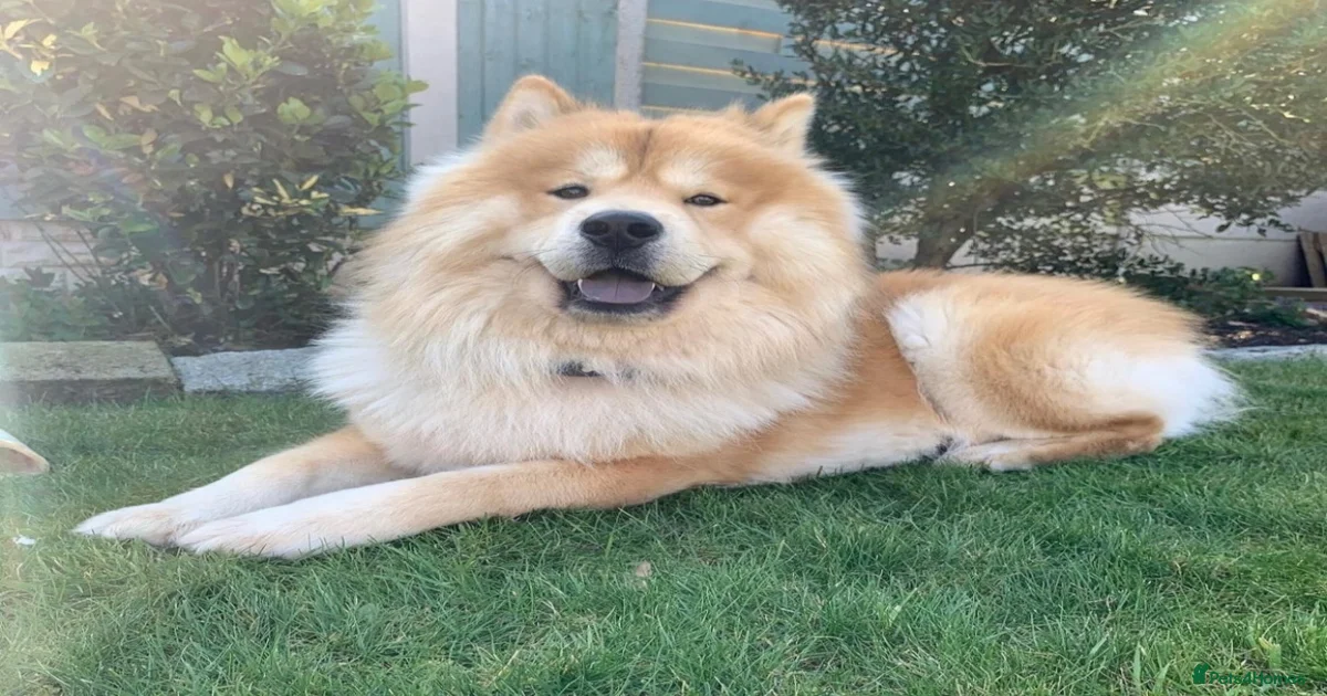 fluffy-dog-puppies-for-sale-pets4homes