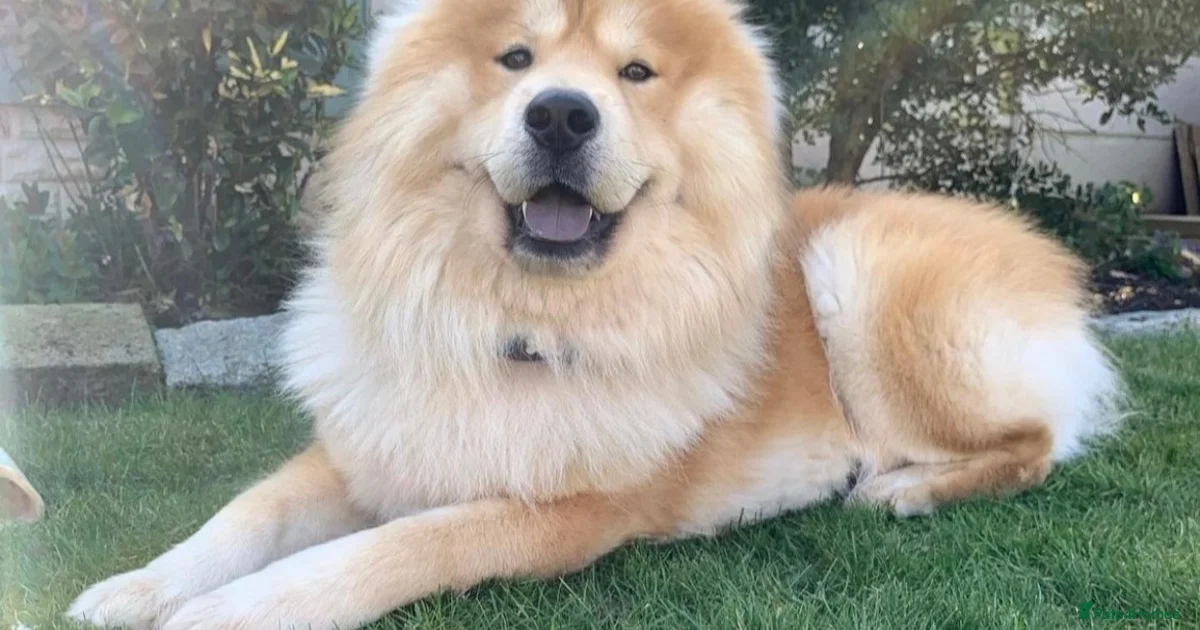 Fluffy Dog Puppies For Sale Pets4Homes fluffy-dog-puppies-for-sale-pets4homes
