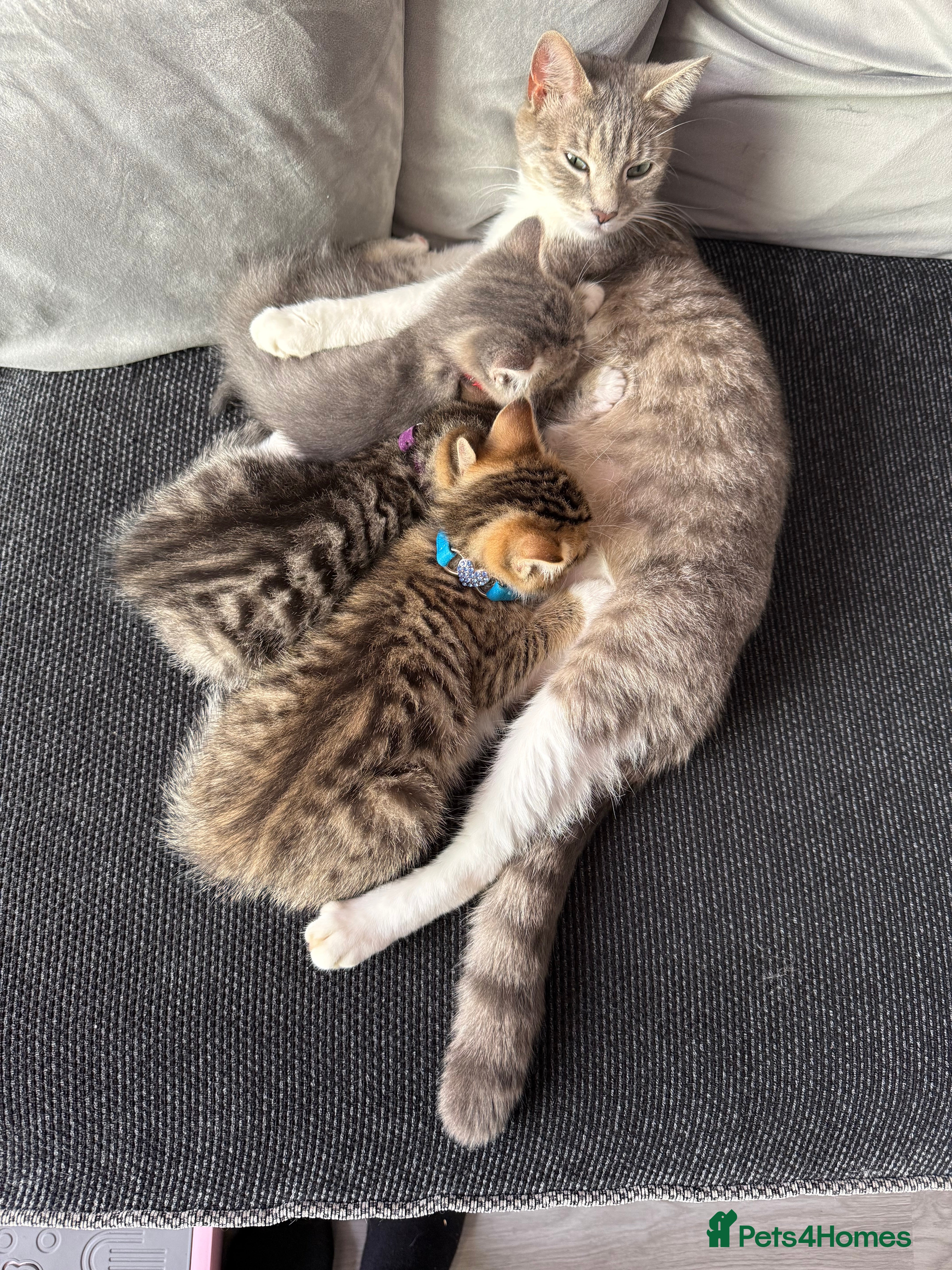 British Shorthair cats UNIQUE BRITISH SHORT HAIRS  - Advert 4