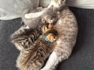 British Shorthair cats UNIQUE BRITISH SHORT HAIRS - Advert 1