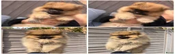 Pomeranian dogs for sale: REDUCED READY TO LEAVE - Advert 12