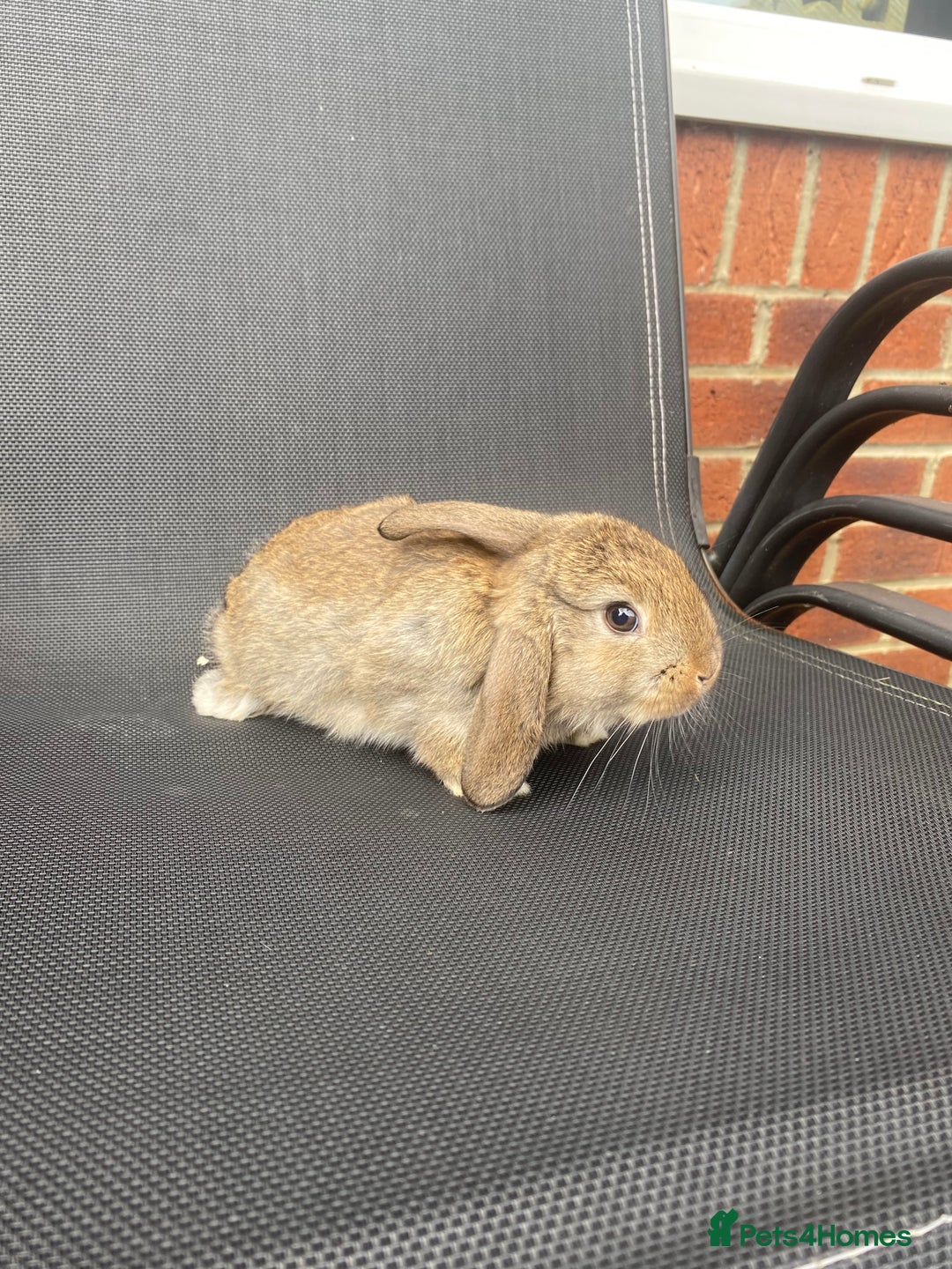 French Lop rabbits for sale: Baby lops  - Image 30