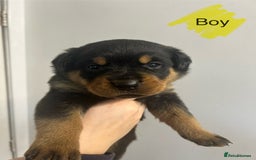 Rottweiler dogs for sale: 8 Chunky Rottweiler puppies for sale - Image 8