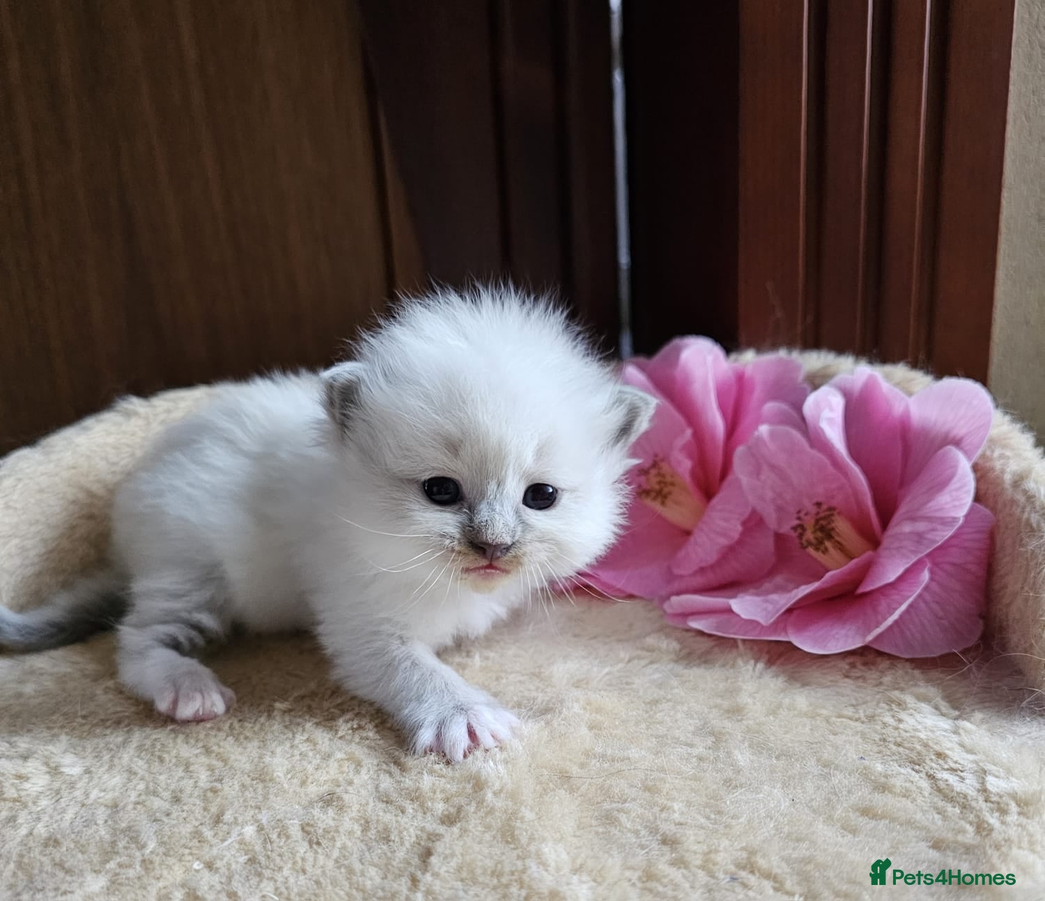 Ragdoll cats Ragdoll kittens  - Advert 5