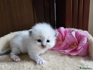 Ragdoll cats Ragdoll kittens - Advert 5