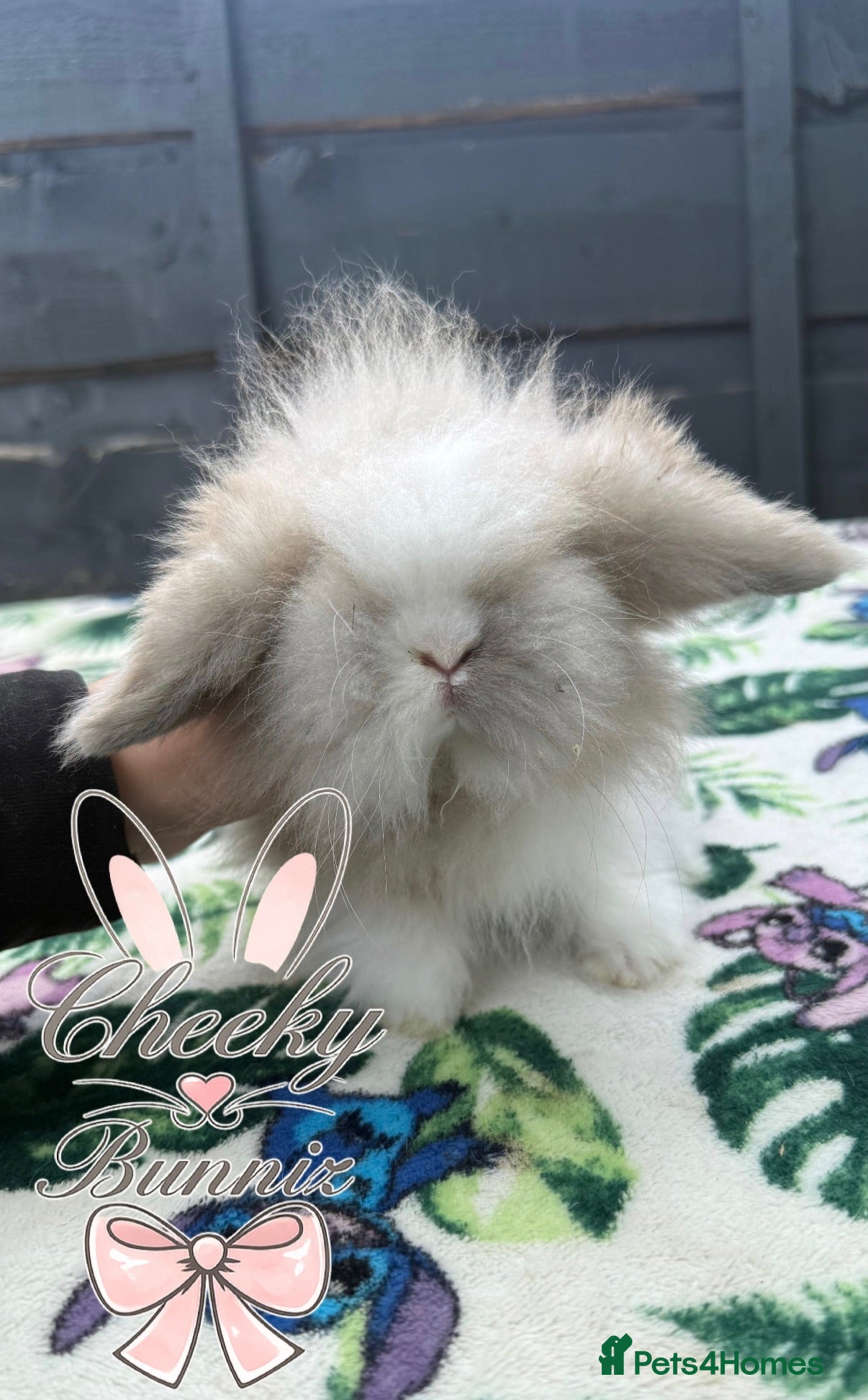 Mini Lion Lop rabbits Beautiful Mini Lion Lop Boys - Advert 6