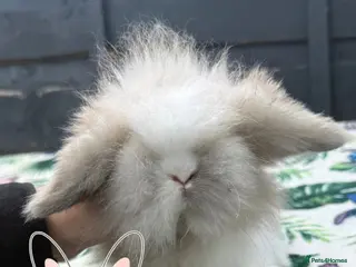 Mini Lion Lop rabbits Beautiful Mini Lion Lop Boys - Advert 9
