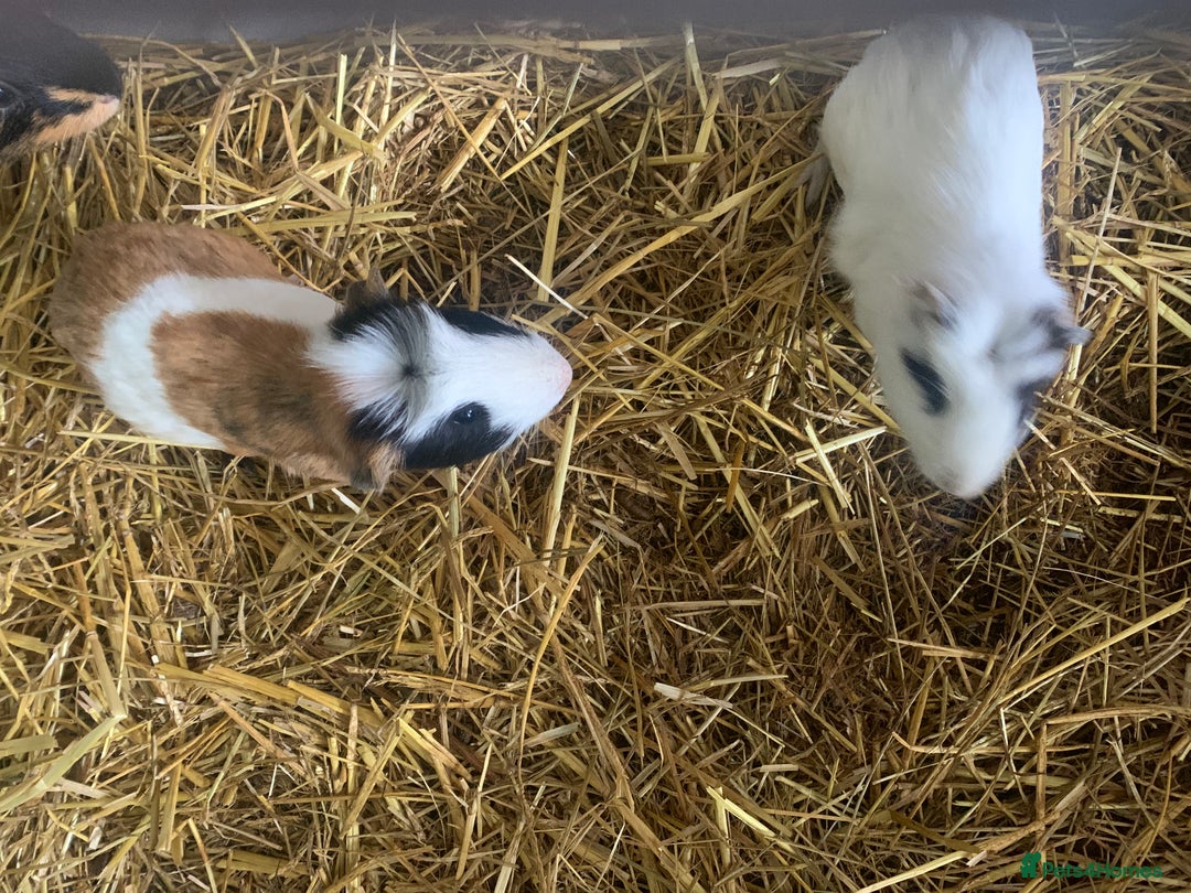 Guinea Pig rodents for sale: 2 female 1male - Image 2