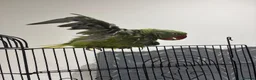 Parrots birds for sale: Kiwi 🥝  - Advert 7