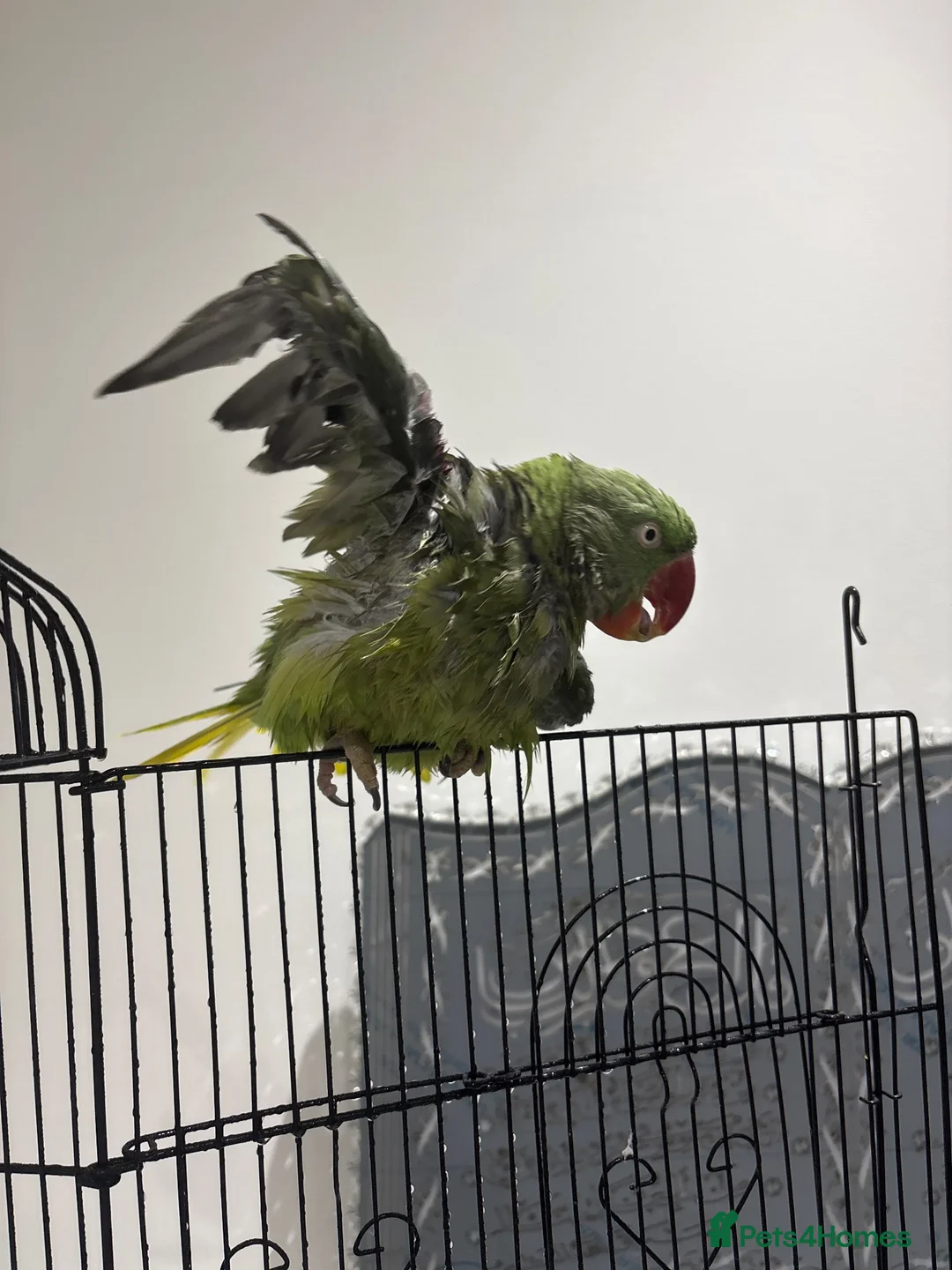 Parrots birds for sale: Kiwi 🥝  - Advert 7