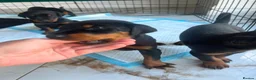 Dobermann dogs for sale: ABSOLUTELY STUNNING DOBERMAN PUPPIES FOR SALE in Boston - Advert 11