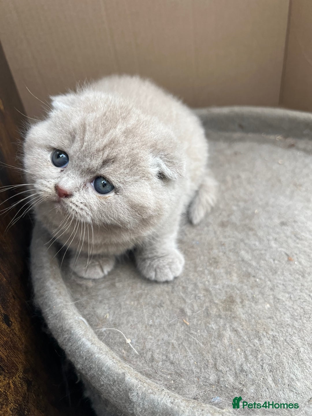 Mixed Breed cats for sale: Beautiful kittens available for loving homes. - Advert 9