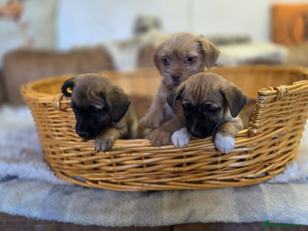 Jack Russell dogs for sale: Beautiful types of broken coated and smoothed  - Image 14