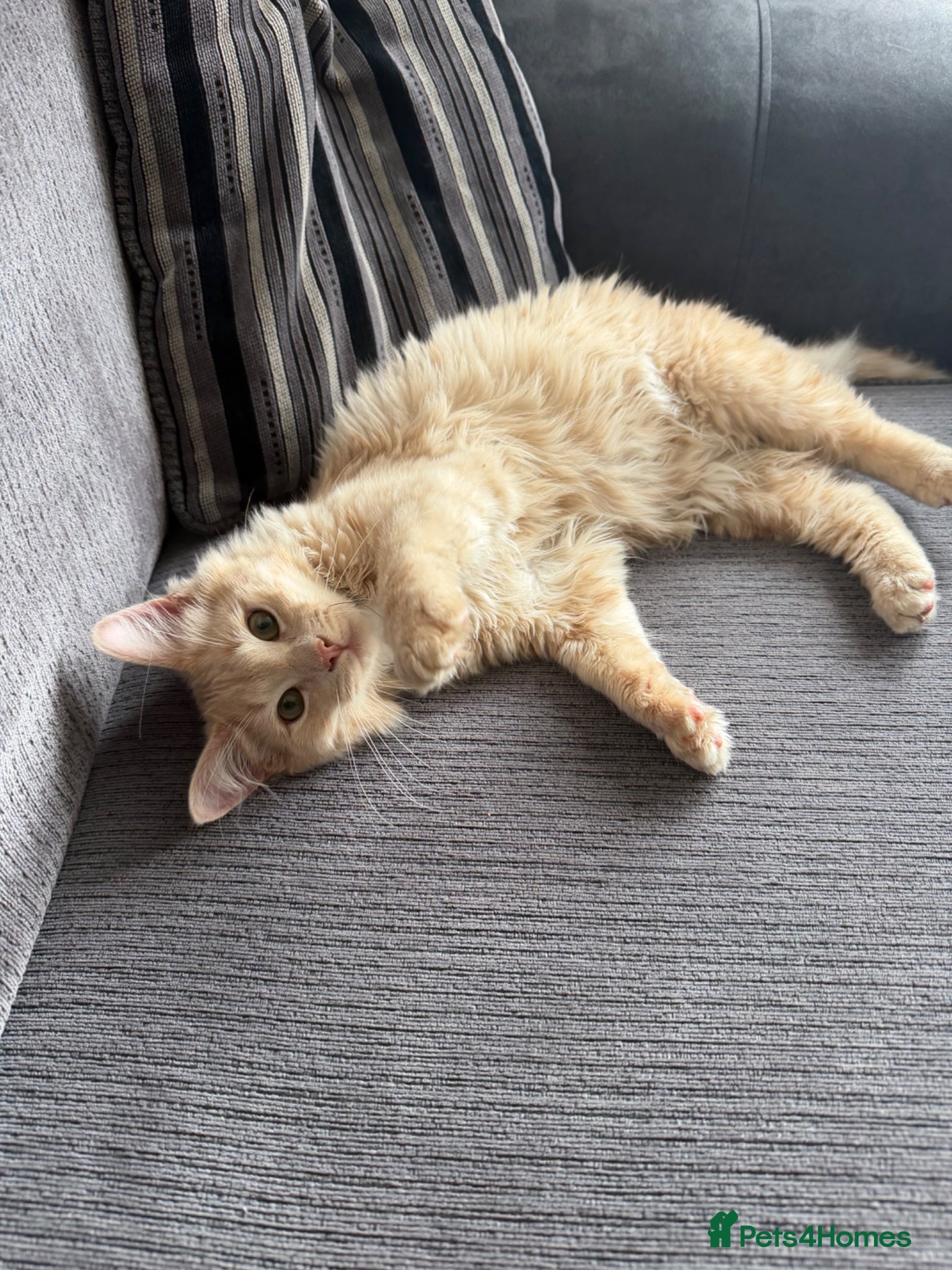 Mixed Breed cats ragdoll kitten  - Advert 3