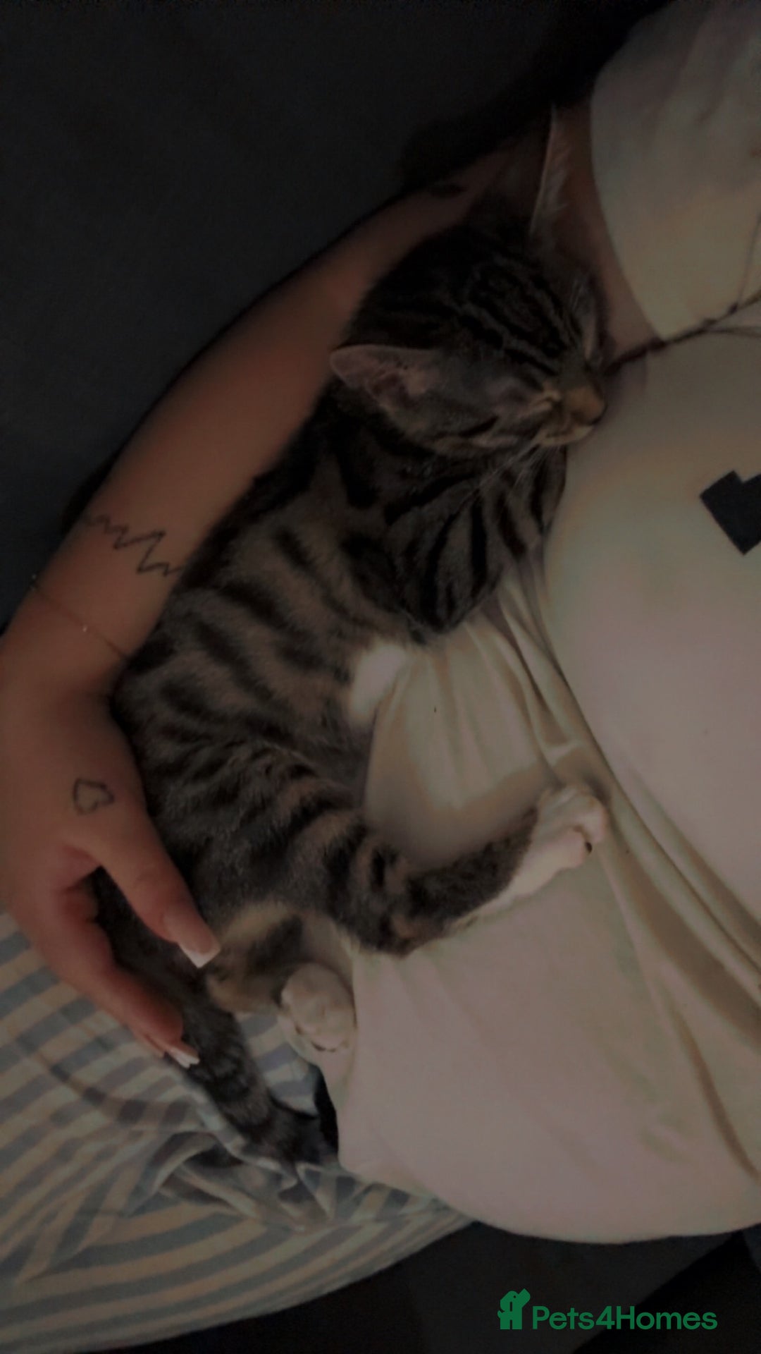 Bengal cats for sale: Winnie  - Advert 1