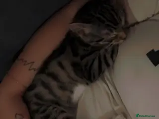 Bengal cats Winnie - Advert 20