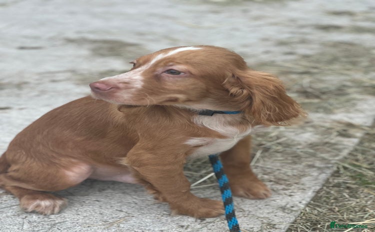 Cocker Spaniel dogs - Advert 1
