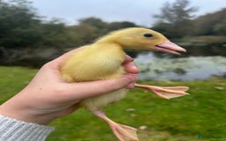 Ducks poultry for sale: Unsexed - Indian Runner Ducklings in Carnforth - Image 3